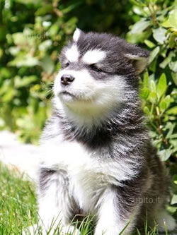 Cuccioli Alaskan Malamute