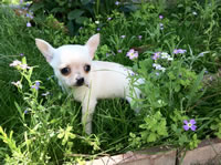 Cuccioli Chihuahua