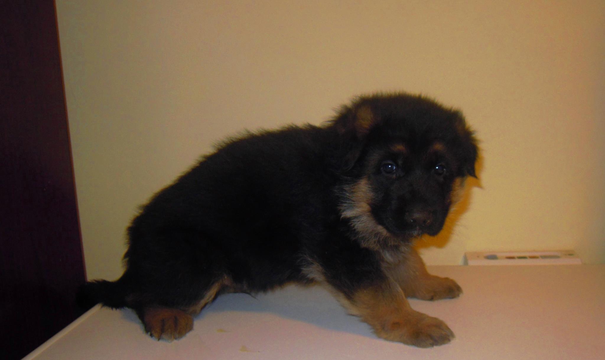 Cuccioli pastore tedesco disponibili